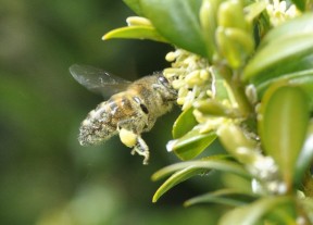 Bee collecting box pollen
