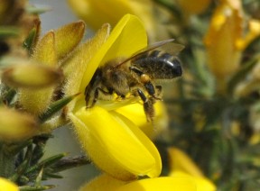 A Medd y Foel bee foraging on gorse this March